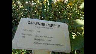 Thriving In Humidity Cayenne Pepper Sept 2022