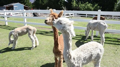 How to Shear an Alpaca; with Guest Alpaca Shearer, Clint Goodwin