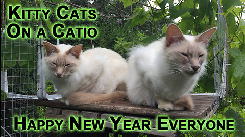 Kitty Cats Chilling On a Patio Catio, Happy New Year: Sal (left) & Veeya (right), Late Summer