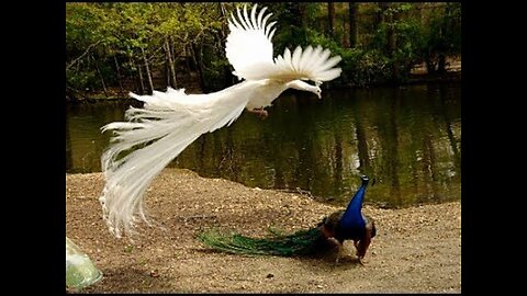 White Peacock Flying