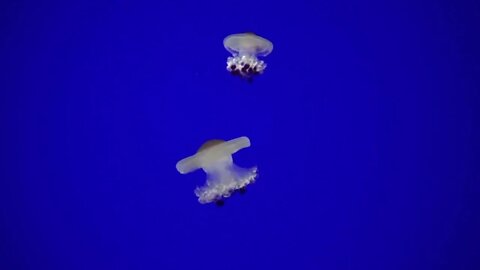 white jellyfish sea life ocean animals blue background