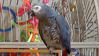 Hilarious parrot lets owner know it's shower time