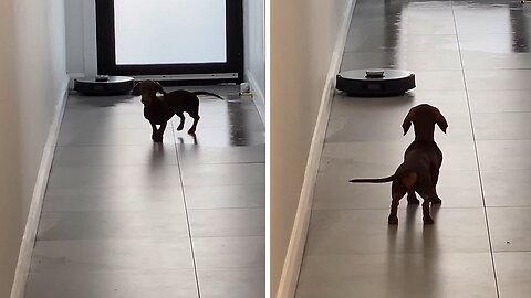 Dachshund Protects House From An Evil Vacuum