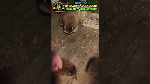 June 29th, 2023 | The Lads Baby Raccoon Vlog -10 | #shorts