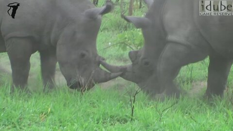 White Rhino Bulls Clash Horns In The Wild