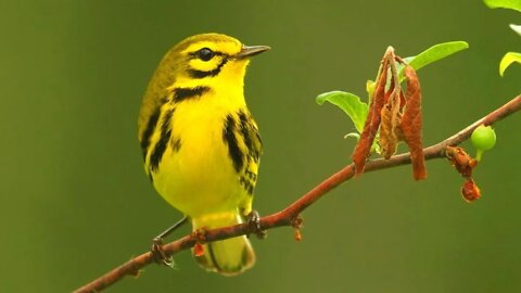 Lindo Canto da MARIQUITA DAS PRADARIAS