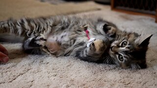 Leia Playing with Toy Mouse