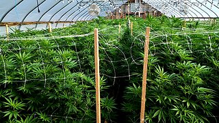 3,000 Square Feet Cannabis Greenhouse
