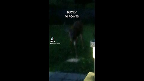 BUCKY is back & appears to be a 10 point buck now!
