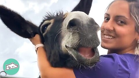 Donkeys Can’t Stop Smiling When Woman Hugs Them | Furry Buddies