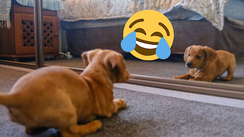 A Dog Fights With His Reflection In The Mirror