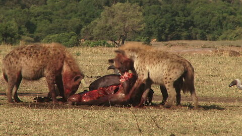 Poor Wild Horse! Leopard vs Lion Hunting Wild Horses In Their Territory- What Happens Next?