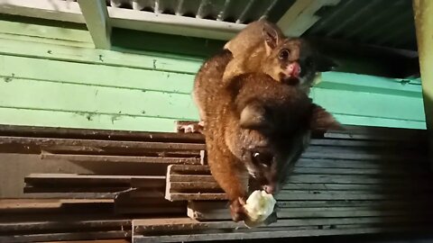 Bandit, the Australian Possum, with her baby on her back 22/06/2020 ( Video 20 )