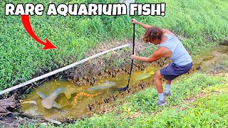 I Found RARE Aquarium FISH In MUD CREEK!