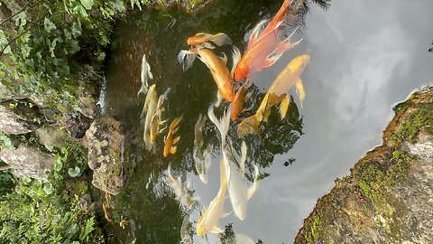 Fish in clear water