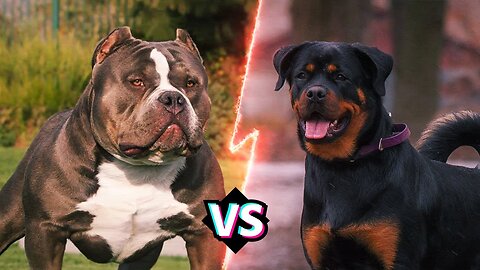 Rottweiler & Pitbull Terrier dog... Pitbull VS Rottweiler fight