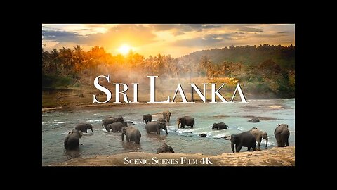 Srilanka elephant wild life vlog