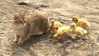 The Cat Who Adopts Baby Ducklings