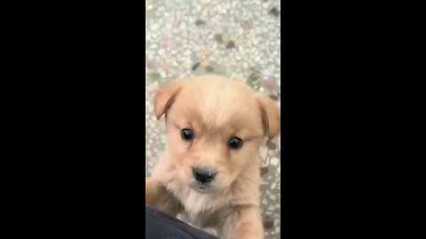 cute baby dog playing with me
