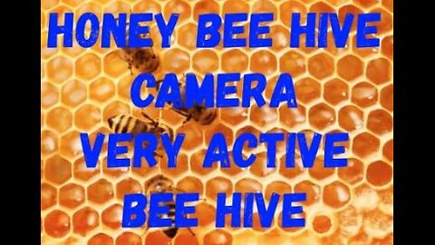 Honey Bee Hive Camera - Very Active Bee Hive Entrance