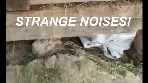 Animal sounds behind a wall