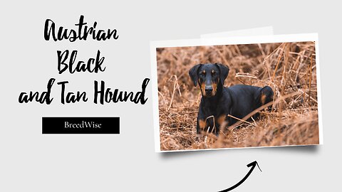 Discover Austria's Hidden Gem: The Black and Tan Hound Dog Breed Demystified!