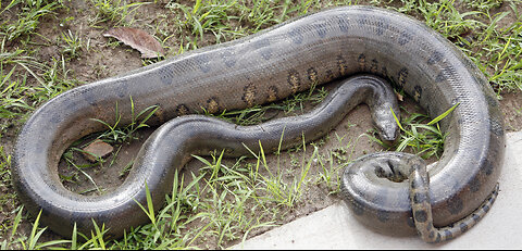 Anaconda snake