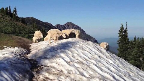 Trip Of Mountain Goats