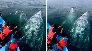 Magical encounter with dancing grey whales in Baja, California