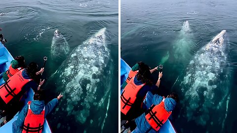 Magical encounter with dancing grey whales in Baja, California