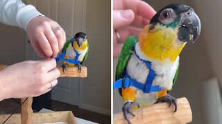 How to safely & quickly attach your bird's harness