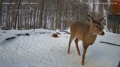 Lunch time at Pixcams.com Wildlife Cam 2