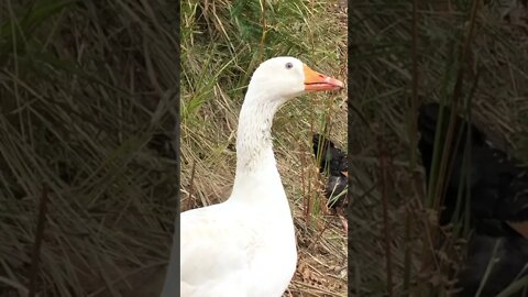 Goose looked intently into the sky can hear a plane