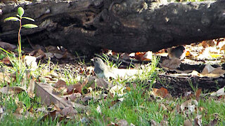 Dark-eyed Junco