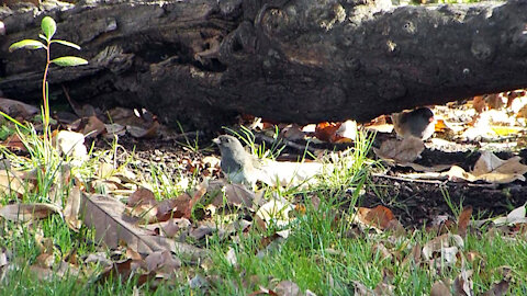 Dark-eyed Junco