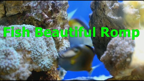 Fish Beautiful Romp