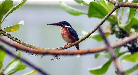 Tiny Majesty: The Dwarf Kingfisher's Kingdom