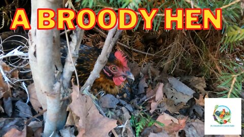 Our First Broody Hen | Amazon Incubator Chicken Update | When Your Hen Goes MIA