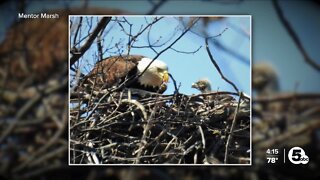 Mentor Marsh is home to 2 new baby eaglets