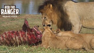 Paradise Lion Pride Eat A Buffalo | Maasai Mara Safari | Zebra Plains