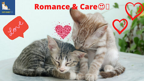 These Cute Cats Romantic and Caring Video Will Make Your Day.