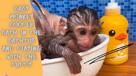 Baby monkey Cooper bath in the bathtub and playing with puppy
