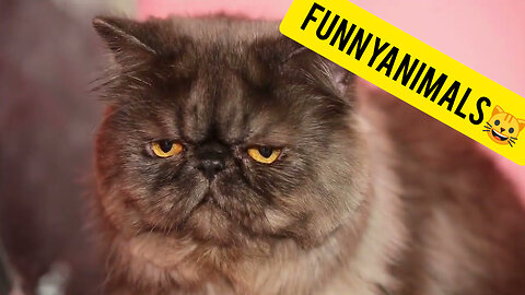 Best Funny Animal Videos of 2022😂Funniest Animal Cat& Dog 2022😹