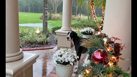 Funny Great Dane Plays In The Rain During Rare Florida Winter Storm