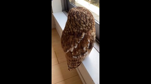 wao Owl video