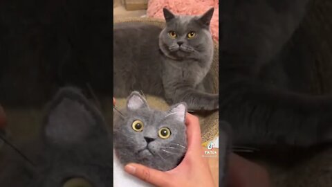 Tiktok Funny Cat 😹 - Best Of The 2022 Funny Cat Video