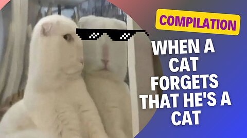 Funny Cats That Make You Laugh! 🐾😹