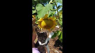 Even cats love to smell the flowers
