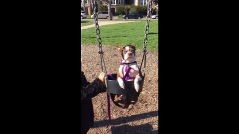 Dog being pushed in swing