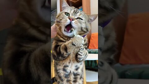 OMG!!! CAT EATS BROCCOLİ 😺🥦-🤣😂🤣